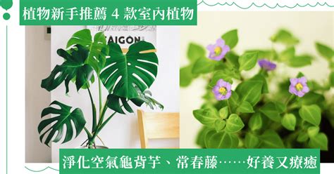 房間適合種什麼植物|15 種適合養在室內的植物｜種植前注意這些房間植物 